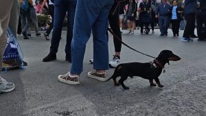 42ος Αυθεντικός Μαραθώνιος: Έκλεψαν την παράσταση οι τετράποδοι θεατές