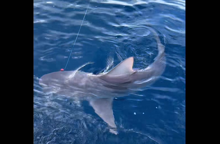 Αργολίδα: Καρχαρίας 3 μέτρων πιάστηκε στην πετονιά ψαρά – Βίντεο από την προσπάθεια απελευθέρωσής του