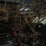 Σφοδρή νυχτερινή καταιγίδα στην Αττική: Μεγάλο δέντρο έπεσε σε 4 οχήματα στην Πειραιώς