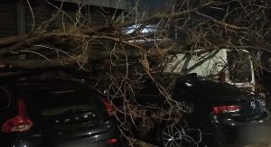 Σφοδρή νυχτερινή καταιγίδα στην Αττική: Μεγάλο δέντρο έπεσε σε 4 οχήματα στην Πειραιώς