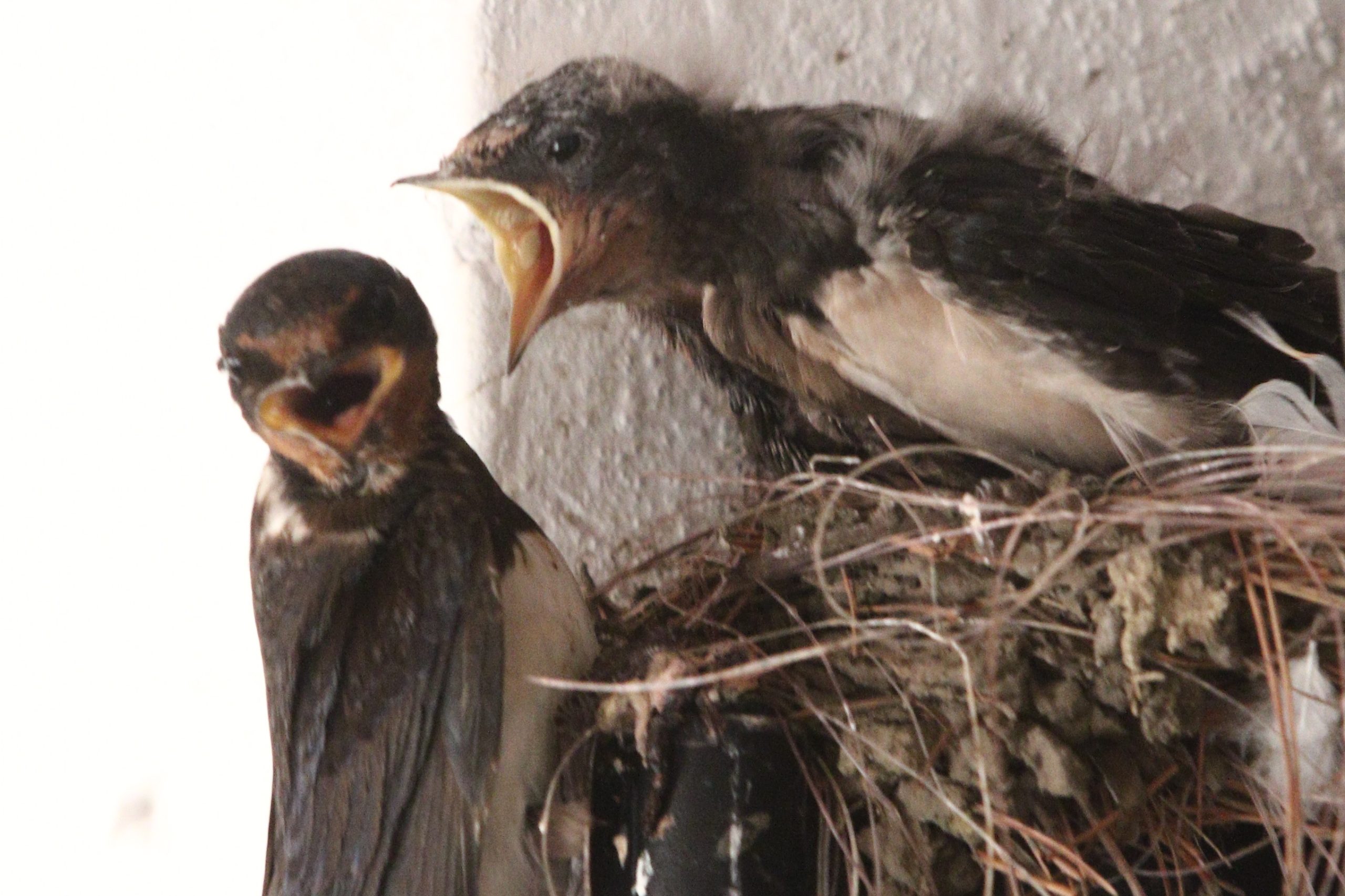 &Tau;&iota; &kappa;ά&nu;&epsilon;&iota; &tau;&alpha; &pi;&omicron;&upsilon;&lambda;&iota;ά &nu;&alpha; &tau;&rho;&alpha;&gamma;&omicron;&upsilon;&delta;&omicron;ύ&nu; &mu;&epsilon; &tau;ό&sigma;&omicron; &pi;ά&theta;&omicron;&sigmaf; &nu;&omega;&rho;ί&sigmaf; &tau;&omicron; &pi;&rho;&omega;ί;