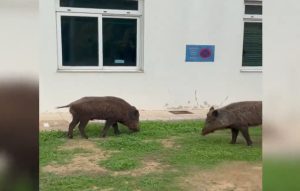 Αγριογούρουνα βόσκουν στον προαύλιο χώρο του ψυχιατρικού νοσοκομείου στο Δαφνί