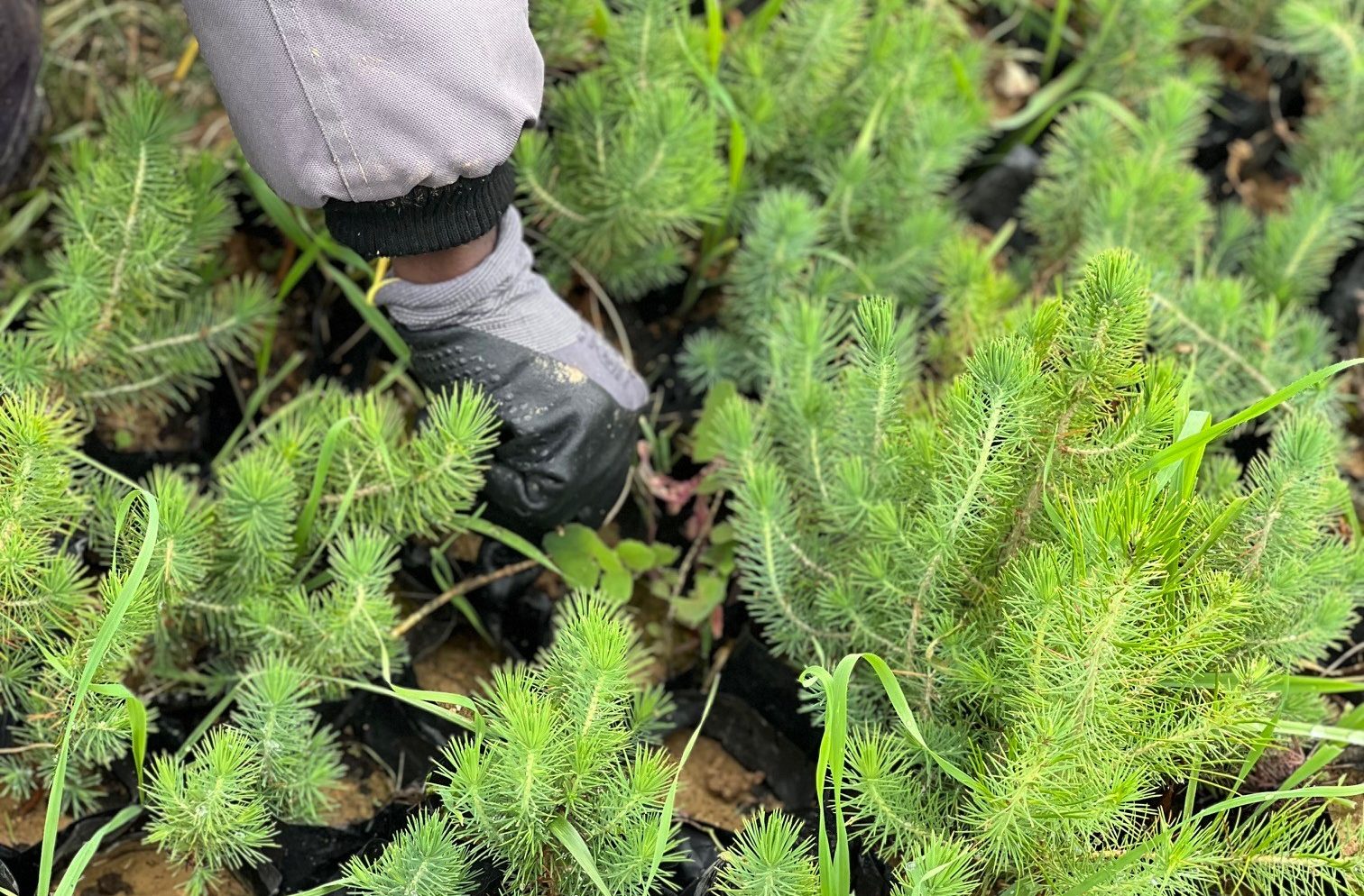&Tau;&alpha; &laquo;&Nu;&Epsilon;&Alpha;&raquo; &sigma;&tau;&omicron; &laquo;&sigma;&tau;&rho;&alpha;&tau;&eta;&gamma;&epsilon;ί&omicron;&raquo; &tau;&omega;&nu; &alpha;&nu;&alpha;&delta;&alpha;&sigma;ώ&sigma;&epsilon;&omega;&nu;: &Alpha;&pi;ό &tau;&eta; &sigma;&upsilon;&lambda;&lambda;&omicron;&gamma;ή &tau;&omega;&nu; &sigma;&pi;ό&rho;&omega;&nu; &mu;έ&chi;&rho;&iota; &tau;&eta;&nu; &pi;&alpha;&rho;&alpha;&gamma;&omega;&gamma;ή 600.000 &phi;&upsilon;&tau;ώ&nu; &tau;&omicron; &chi;&rho;ό&nu;&omicron;