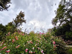 Λίγες βροχές και μικρή πτώση της θερμοκρασίας την Τετάρτη – Πρόγνωση από την Ελίνα Καρέτσου