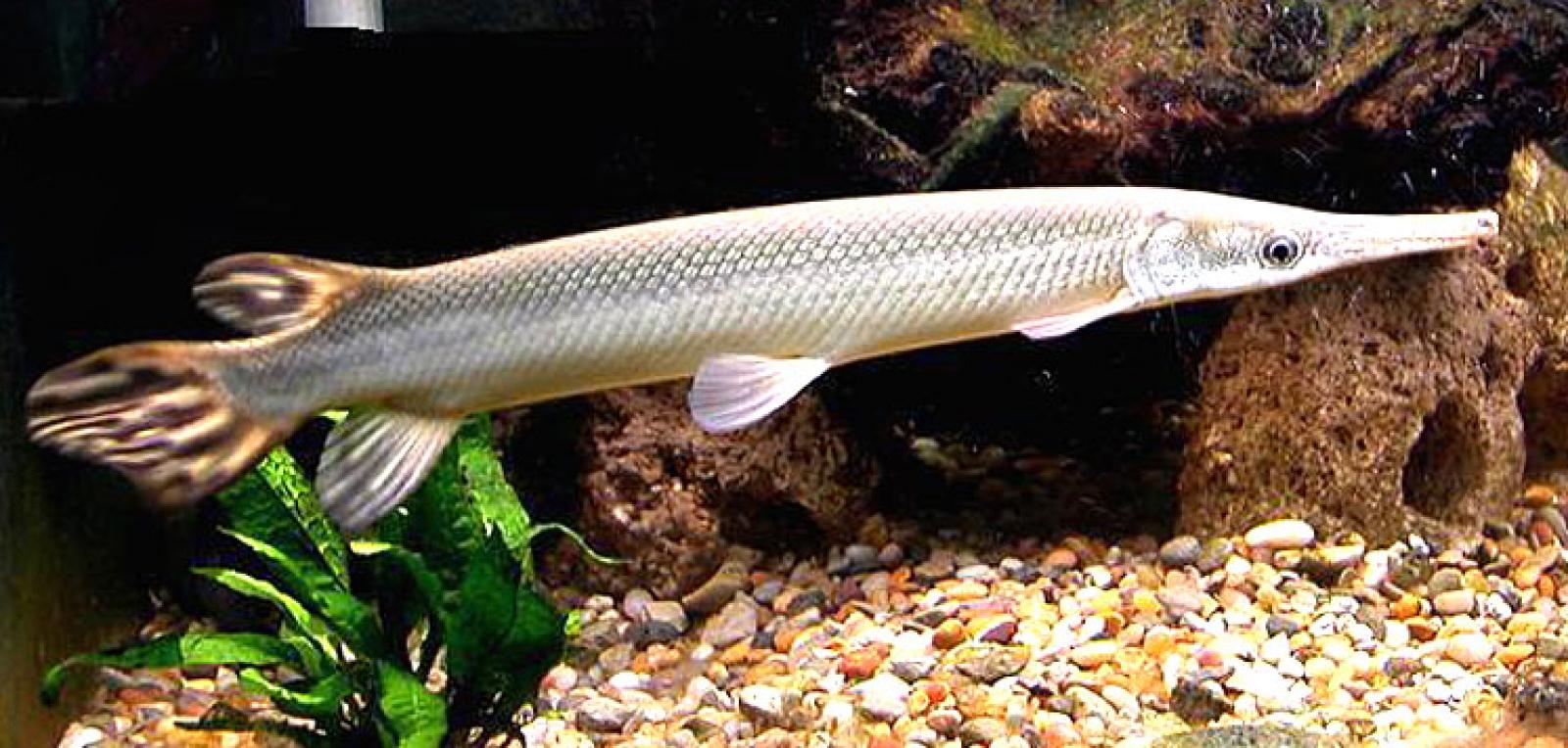 Μαντζουάρι: Το κουβανικό ψάρι - «κόσμημα» που απειλείται με εξαφάνιση