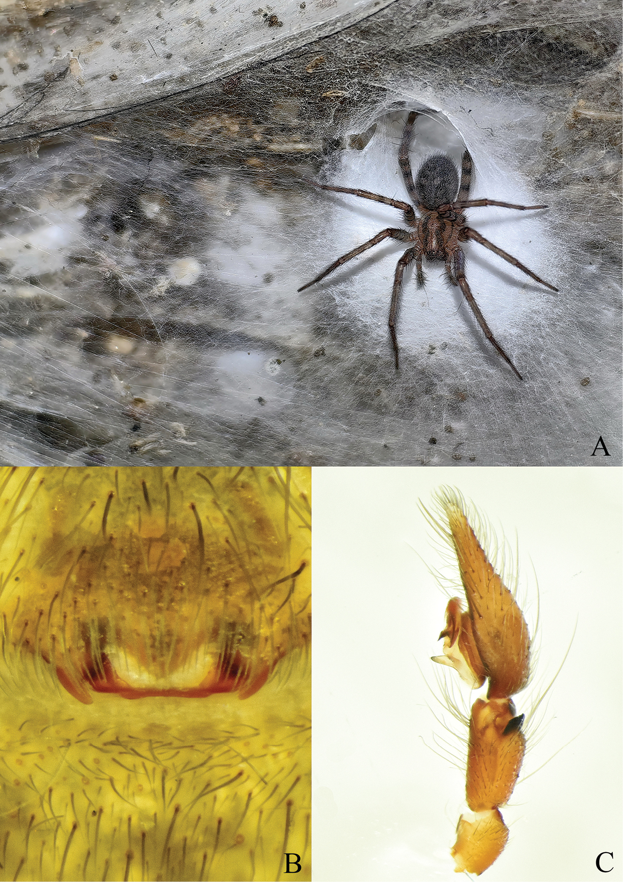 Εντυπωσιακό εύρημα στα σύνορα Ελλάδας – Αλβανίας: Ο μεγαλύτερος ιστός αραχνών στον πλανήτη Εντυπωσιακό εύρημα στα σύνορα Ελλάδας – Αλβανίας: Ο μεγαλύτερος ιστός αραχνών στον πλανήτη