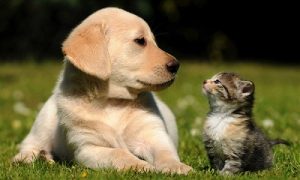 Ευρωπαϊκή «σφραγίδα» για την ευζωία σκύλων, γατών