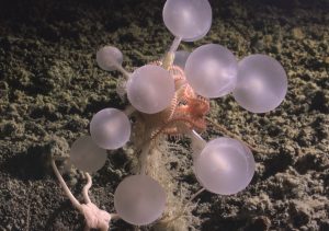 Στα έγκατα της Ανταρκτικής ανακαλύφθηκε μια «σφαίρα θανάτου»