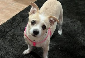 Κτηνωδία στη Χαλκιδική: Άγνωστος πέταξε στα σκουπίδια σκυλάκι που περίμενε τον κηδεμόνα του έξω από σούπερ μάρκετ