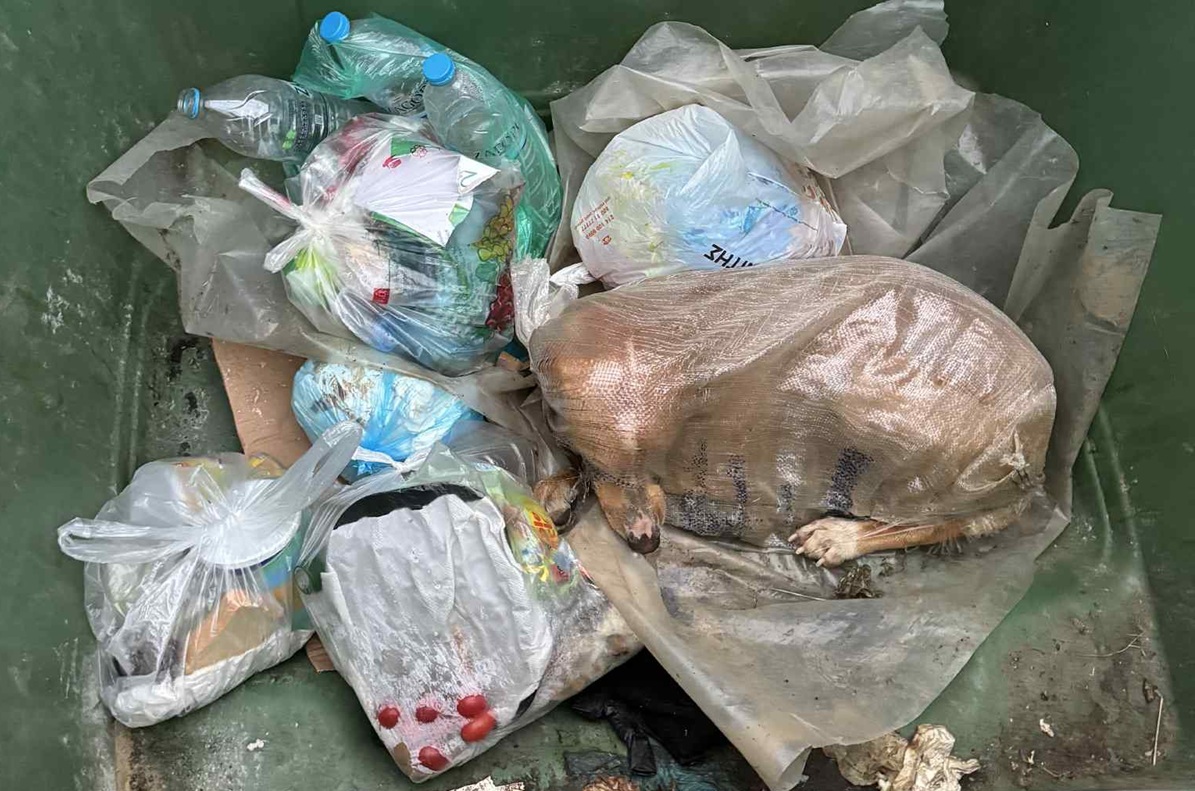 Κτηνωδία στη Μεγαλόπολη: Έβαλαν σκυλίτσα σε τσουβάλι και την πέταξαν στα σκουπίδια