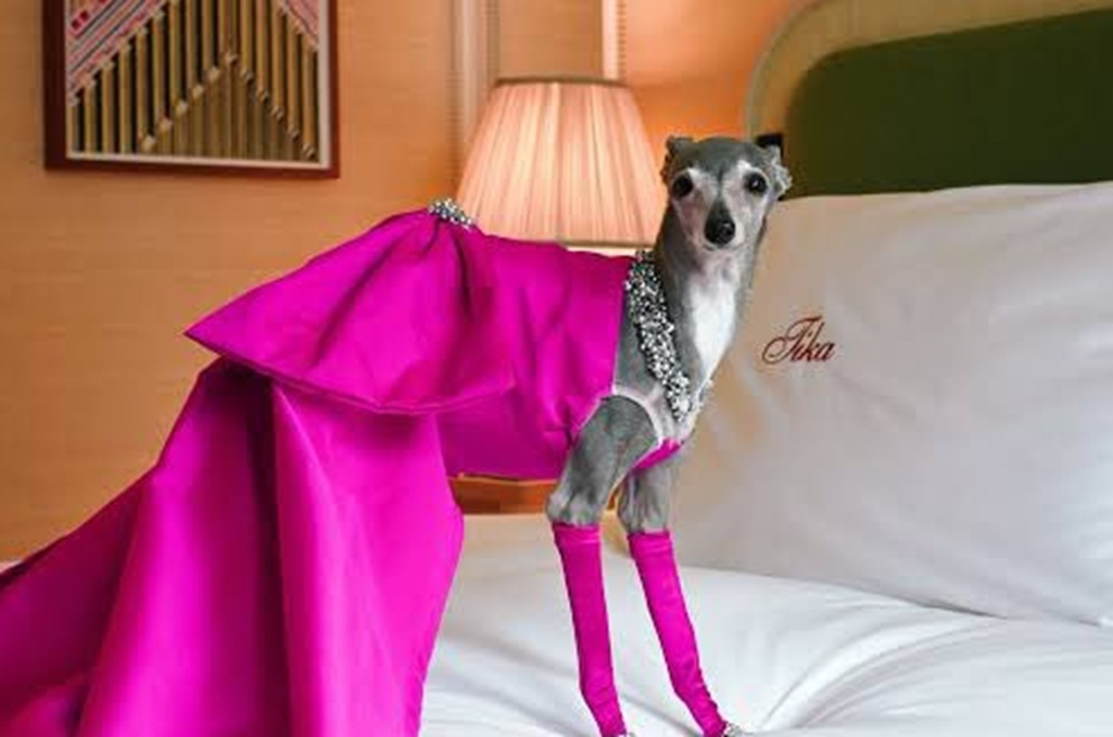 Πέθανε η fashion influencer σκυλίτσα Tika the Iggy