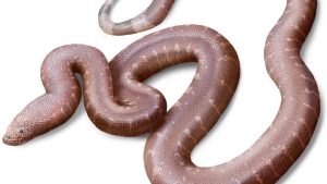 Παραδοξοφίδιο: Νέο είδος προϊστορικού φιδιού ανακάλυψε Έλληνας παλαιοντολόγος