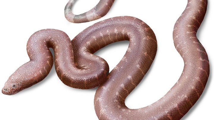 Παραδοξοφίδιο: Νέο είδος προϊστορικού φιδιού ανακάλυψε Έλληνας παλαιοντολόγος