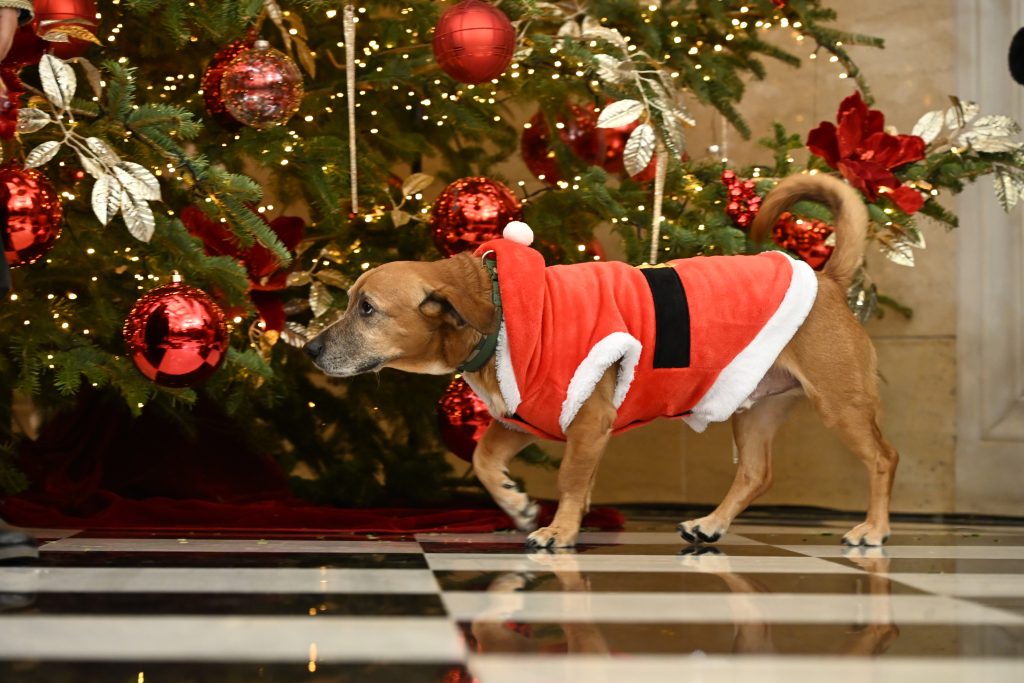 Όταν ο Πίνατ έγινε ο… πρωταγωνιστής των Χριστουγέννων στο Μαξίμου (εικόνες)