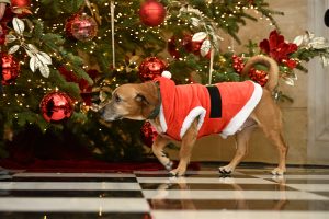 Όταν ο Πίνατ έγινε ο… πρωταγωνιστής των Χριστουγέννων στο Μαξίμου (εικόνες)