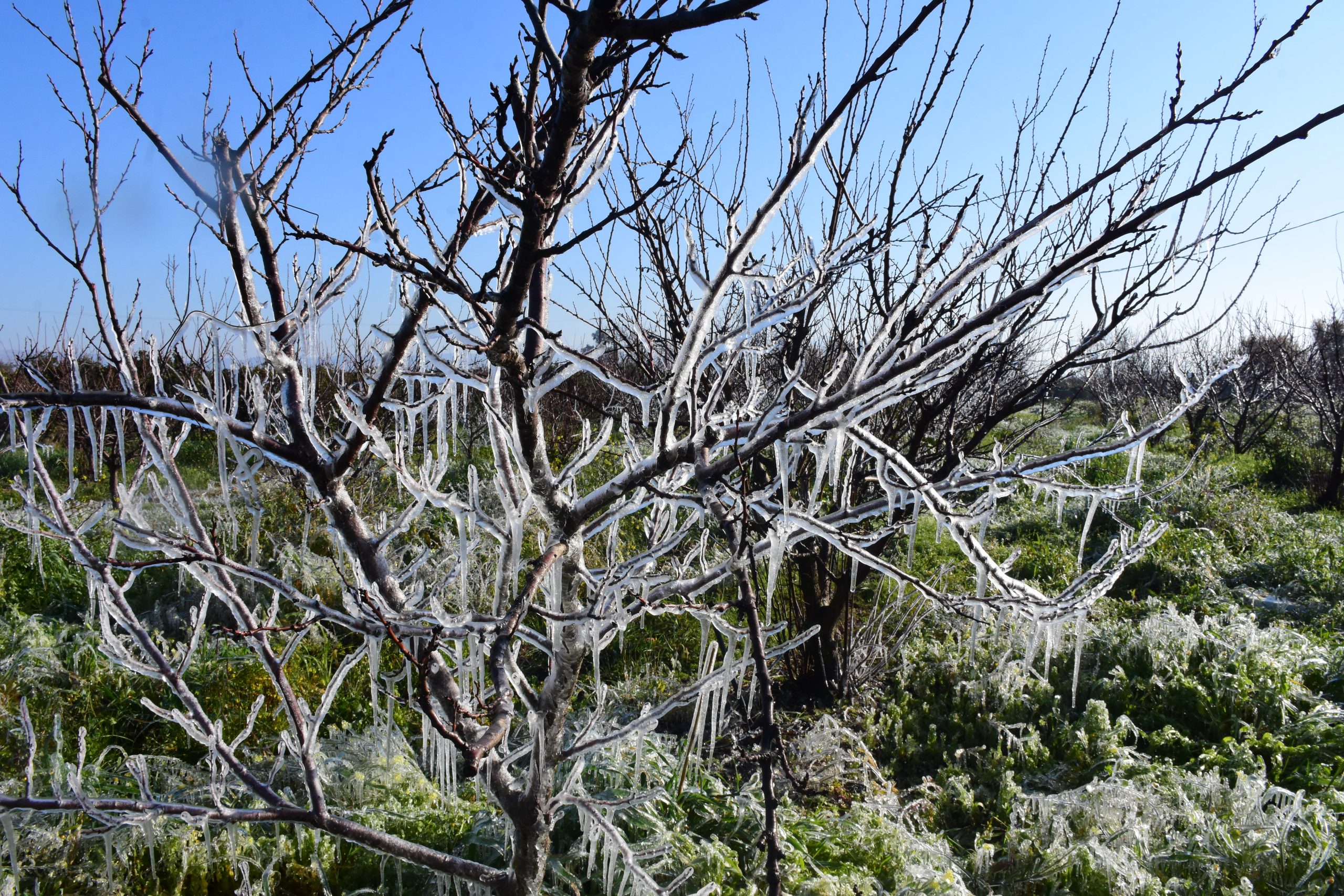 &laquo;&Pi;ά&gamma;&omega;&sigma;&epsilon;&raquo; &eta; &Kappa;&epsilon;&nu;&tau;&rho;&iota;&kappa;ή &Mu;&alpha;&kappa;&epsilon;&delta;&omicron;&nu;ί&alpha; - &Rho;&epsilon;&kappa;ό&rho; &psi;ύ&chi;&omicron;&upsilon;&sigmaf; &sigma;&tau;&omicron;&nu; &Lambda;&alpha;&gamma;&kappa;&alpha;&delta;ά