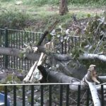 Χαϊδάρι: Τεράστιο δέντρο κατέρρευσε σε παιδική χαρά – Παρ ολίγον τραγωδία για γιαγιά και εγγόνι