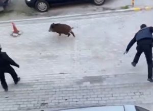 Απίστευτο βίντεο: Αστυνομική καταδίωξη… αγριογούρουνου σε γειτονιά στον Εύοσμο