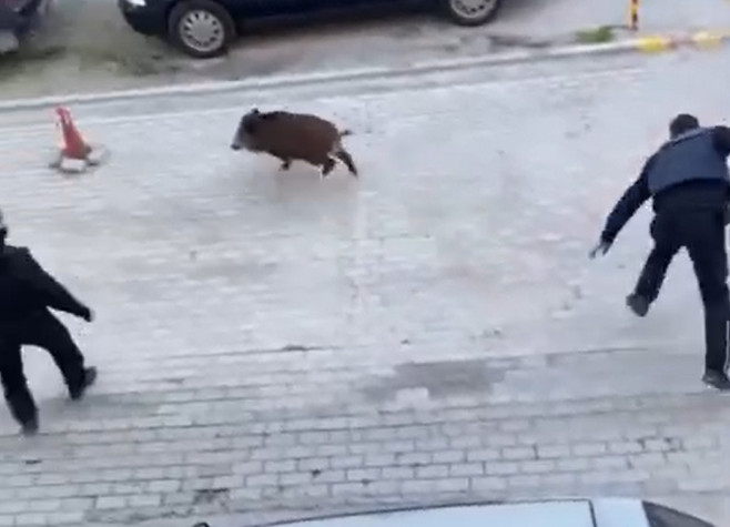 Απίστευτο βίντεο: Αστυνομική καταδίωξη… αγριογούρουνου σε γειτονιά στον Εύοσμο