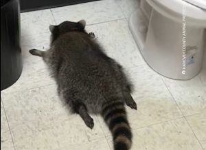 Ρακούν εισέβαλε σε κάβα, μέθυσε και κατέρρευσε στο μπάνιο – Καρέ καρέ η δράση του τριχωτού ληστή