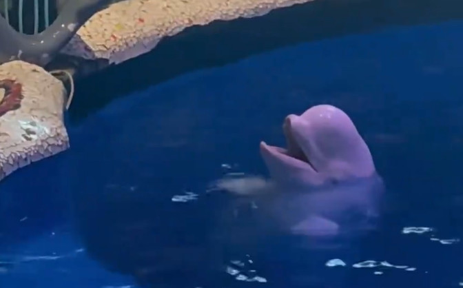 Φάλαινα… αστυνομικός: Μπελούγκα έσβησε το τσιγάρο επισκέπτη που αγνόησε τους κανόνες! (video)