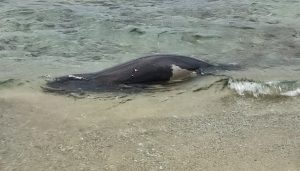 Φρίκη στην Ανάβυσσο: Φώκια εντοπίστηκε νεκρή από πυροβολισμούς
