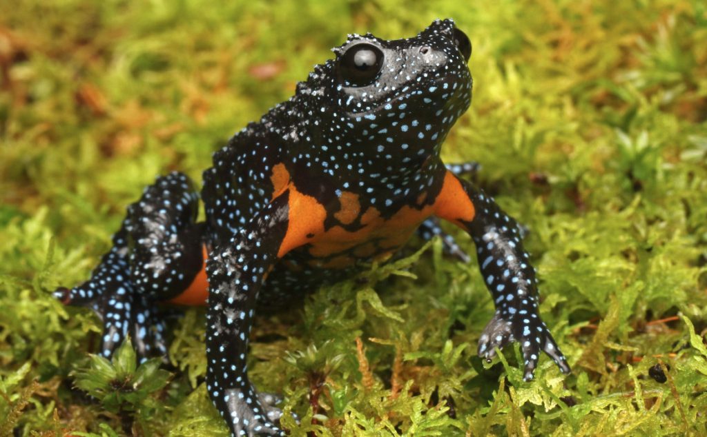 Ο «βάτραχος του γαλαξία» εξαφανίστηκε – Πώς σκοτώθηκε για μια φωτογραφία