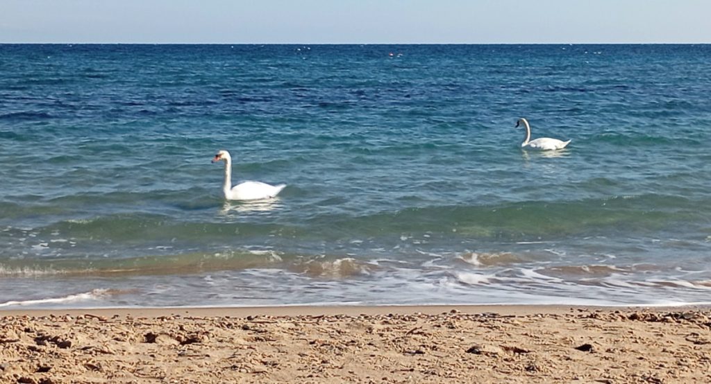 Μοναδικό θέαμα: Κύκνοι έκαναν την εμφάνισή τους στην παραλία της Αρτέμιδας (video)