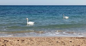 Μοναδικό θέαμα: Κύκνοι έκαναν την εμφάνισή τους στην παραλία της Αρτέμιδας (video)