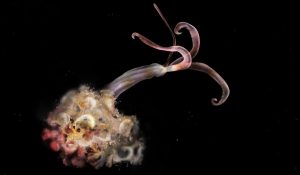 Τα «σκουλήκια ζόμπι» εξαφανίστηκαν από τα βάθη του Ειρηνικού – Τι ανησυχεί τους επιστήμονες