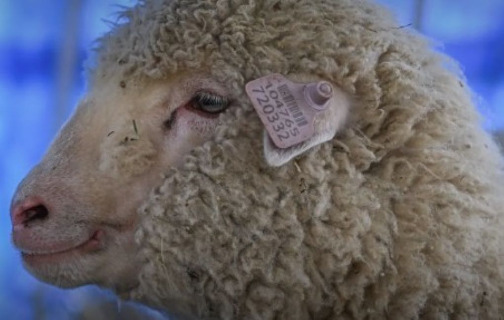 Το πρώτο γενετικά τροποποιημένο πρόβατο της Ινδίας έκλεισε έναν χρόνο ζωής – Πώς τα πάει;