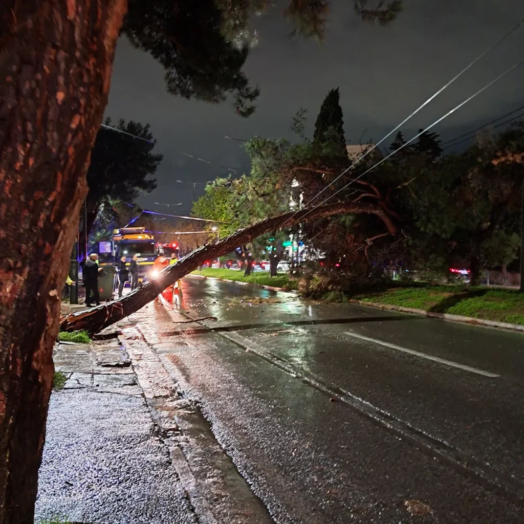 Πτώση δέντρου στο Χαλάνδρι 