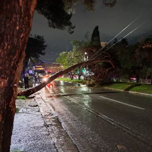 Πτώση δέντρου στο Χαλάνδρι 