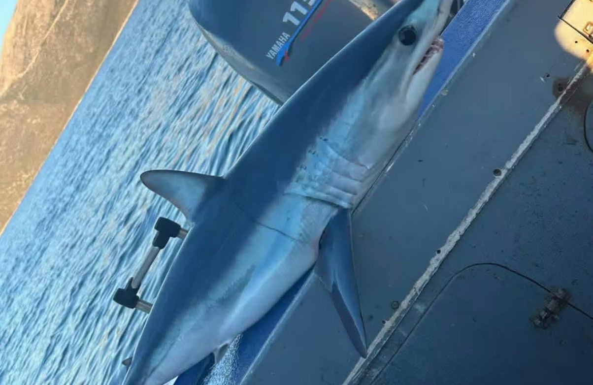 &Tau;&rho;ό&mu;&omicron;&sigmaf; &sigma;&tau;&eta;&nu; &Epsilon;ύ&beta;&omicron;&iota;&alpha;: &Gamma;&iota;&gamma;ά&nu;&tau;&iota;&omicron;&sigmaf; &kappa;&alpha;&rho;&chi;&alpha;&rho;ί&alpha;&sigmaf; &epsilon;&nu;&tau;&omicron;&pi;ί&sigma;&tau;&eta;&kappa;&epsilon; &sigma;&epsilon; &pi;&alpha;&rho;&alpha;&lambda;ί&alpha;