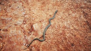 Καστοριά: Βρήκαν φίδι σχεδόν δύο μέτρα κρυμμένο στη λεκάνη τουαλέτας – Δείτε βίντεο