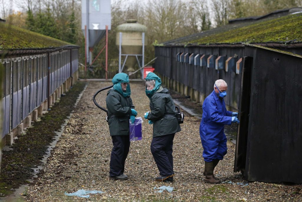Νέα μελέτη για τη γρίπη των πτηνών – Θα μπορούσε να μεταδοθεί στους ανθρώπους