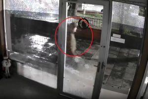 Άγνωστος εξαφανίζει γάτες από τη Νέα Φιλαδέλφεια – «Φώναζε σπαρακτικά στα χέρια του» 