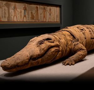 Αποκαλύψεις από τα σπλάχνα μιας μούμιας κροκοδείλου 3.000 ετών