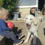 Ζάκυνθος: Συγκλονίζει ο θάνατος του 2χρονου από επίθεση πίτμπουλ – Σε εξέλιξη οι έρευνες