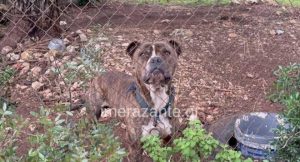 Ζάκυνθος: Ανατριχιάζει η μαρτυρία του πατέρα – Το πιτμπουλ χίμηξε και δάγκωσε θανάσιμα το παιδί στο λαιμό