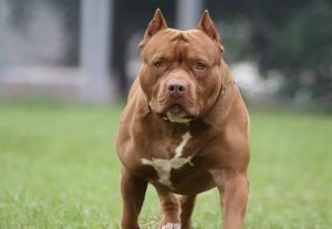 Θέμα στα Βρετανικά ΜΜΕ η τραγωδία στην Ζάκυνθο με το 2χρονο αγοράκι