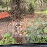 Τραγωδία στη Ζάκυνθο: Σοκάρουν οι λεπτομέρειες της φονικής επίθεσης του πίτμπουλ στο 2 ετών αγοράκι