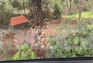 Τραγωδία στη Ζάκυνθο: Σοκάρουν οι λεπτομέρειες της φονικής επίθεσης του πίτμπουλ στο 2 ετών αγοράκι