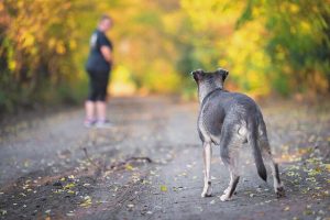 Τρόμος στην Καλαμαριά από αγέλη σκύλων – Εκατοντάδες γάτες νεκρές και επιθέσεις σε πολίτες