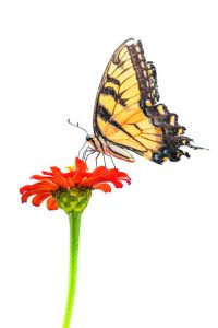 Η πτήση μιας κίτρινης πεταλούδας