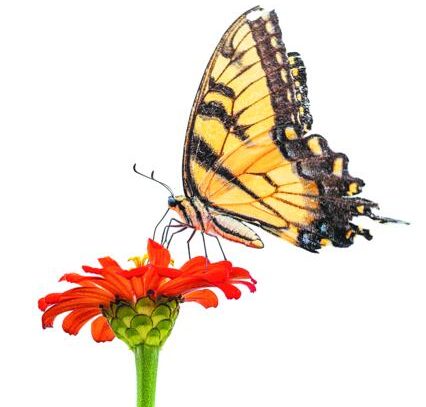 Η πτήση μιας κίτρινης πεταλούδας