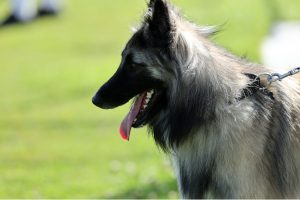 Κρήτη: Σκύλος επιτέθηκε σε 12χρονο στη Μεσαρά