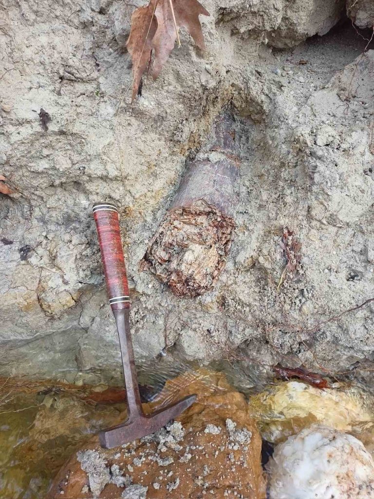 Λαγκαδάς: Εντοπίστηκε απολιθωμένος χαυλιόδοντας από Μαμούθ του Νότου