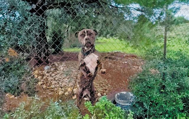 Τρόμος στο Βόλο: 60χρονος δέχθηκε επίθεση από τσομπανόσκυλα ενώ έτρεχε