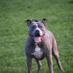 Τραγωδία στη Ζάκυνθο: Νεκρό παιδί δυο ετών από επίθεση σκύλου